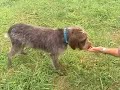 Dog Training