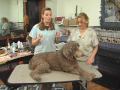 Teaching Tina... dog grooming!