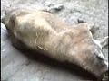 Downed Animals Downed Animals
