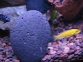 African Cichlid Tank