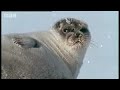 Pregnant Polar Bear hunts seals - BBC Animals