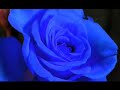 Eurythmics - Sweat Dreams (GMS Guitar Remix) Music Video