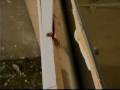 videos de break-in blocker web