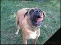 Dog Gone Dog Gone