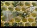 Dancing Honeybee Using Vector Calculus to Communicate