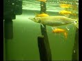 My Fish