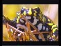 Part 3 Croaking Frogs