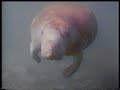 godflesh-like-rats-full-version.html