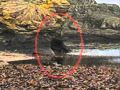 Espiritus fantasmas / ghost reales ( paranormales ) - terror -