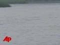 Wayward Dolphins Frolic in New Jersey