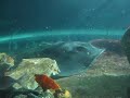 Aquarium Sydney Darking Harbour