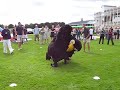 Penguin sumo Penguin sumo
