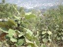 terreno en venta san juanito oaxaca 9,000m2
