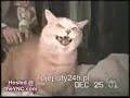 Funny Cats/Śmieszne koty