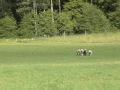 Herding with Fog 080628