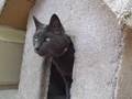 videos de Bailey, a Senior Kitty, Needs a Home