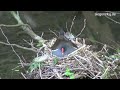Click here to watch this video Teichhuhn brütet - Siegen - 17.05.2012