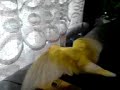 dancing bird
