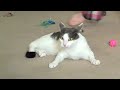 This is a game my Stephanie (YouTube.com/smplady) plays with Loki. He LOVES it! Sometimes I do this with Sparta but he only does it when I push his feet. BTW, these daily vlogs end in less than a week! After that we're going weekly. We'd love to keep doing these daily but in all honesty, it does get a little hard to do.