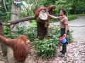 Orangutans at Singapore Zoo