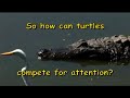 Wild Sex, called: Turtle Love