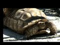 Wild Sex, called: Turtle Love