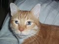 cat singing because i got high