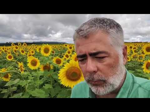 Girassol é alternativa na reforma de canaviais que recebem herbicidas para o controle da grama-seda