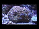 Real Reefs Sps corals.wmv Real Reefs Sps corals.wmv