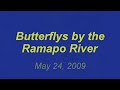 Butterflys by the Ramapo River