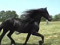 friesian stallion anne 340