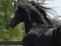 Friesian Stallion Anne 340