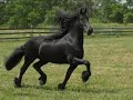 friesian stallion anne 340