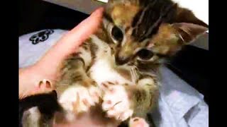 しっぽを追いかけちゃう子猫／キリン「午後の癒しの動物園」動画1