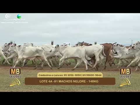 551� LEIL�O VIRTUAL MB LEIL�ES