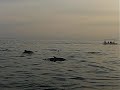 Lovina Sunrise Dolphin Cruise