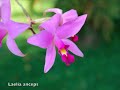orquideas, orchids, cordoba, veracruz - mexico