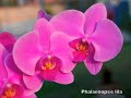Orquideas, Orchids - Cordoba, Veracruz Mexico Orquideas, Orchids - Cordoba, Veracruz Mexico