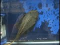 Plecos at Aquarama 2007
