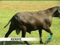 Xerife - Do Tingui 1745
