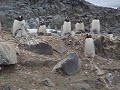 penguins Antarctica gentoo