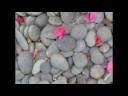 videos de pashto folkloric tappey/stana gul /2 of 2