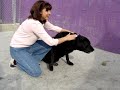 Skyler the black Labrador