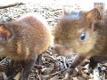 Baby Agouti tries to eat the camera Baby Agouti tries to eat the camera