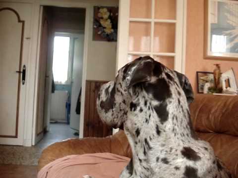 dogue allemand