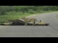 OUR ORIGINAL VIDEO FOOTAGE OF A KILL