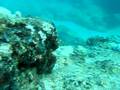 videos de Corel, Fish and Crazy Spiked Creature in the Water Proof