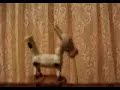 Clipe da Eguinha Pocotó Clipe da Eguinha Pocotó