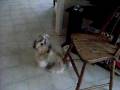 videos de DSCF0132(1).AVI