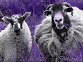 Cute and Funny Animal Music Video